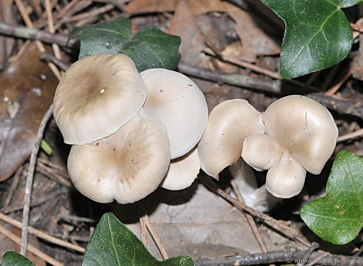 Clitocybe sp.